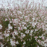 Gaura lindheimeri Short Form - Prachtkaars Short Form - Gaura