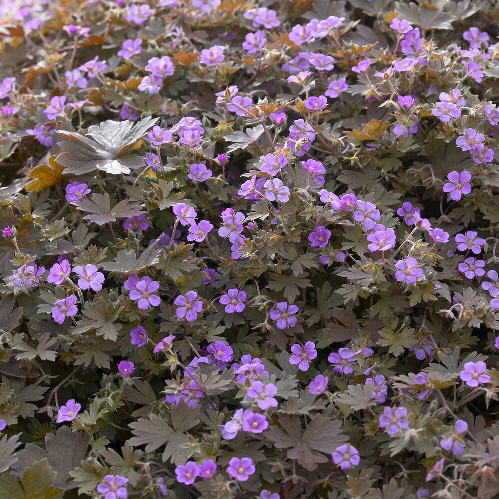 Ooievaarsbek Bob's Blunder - Willemse