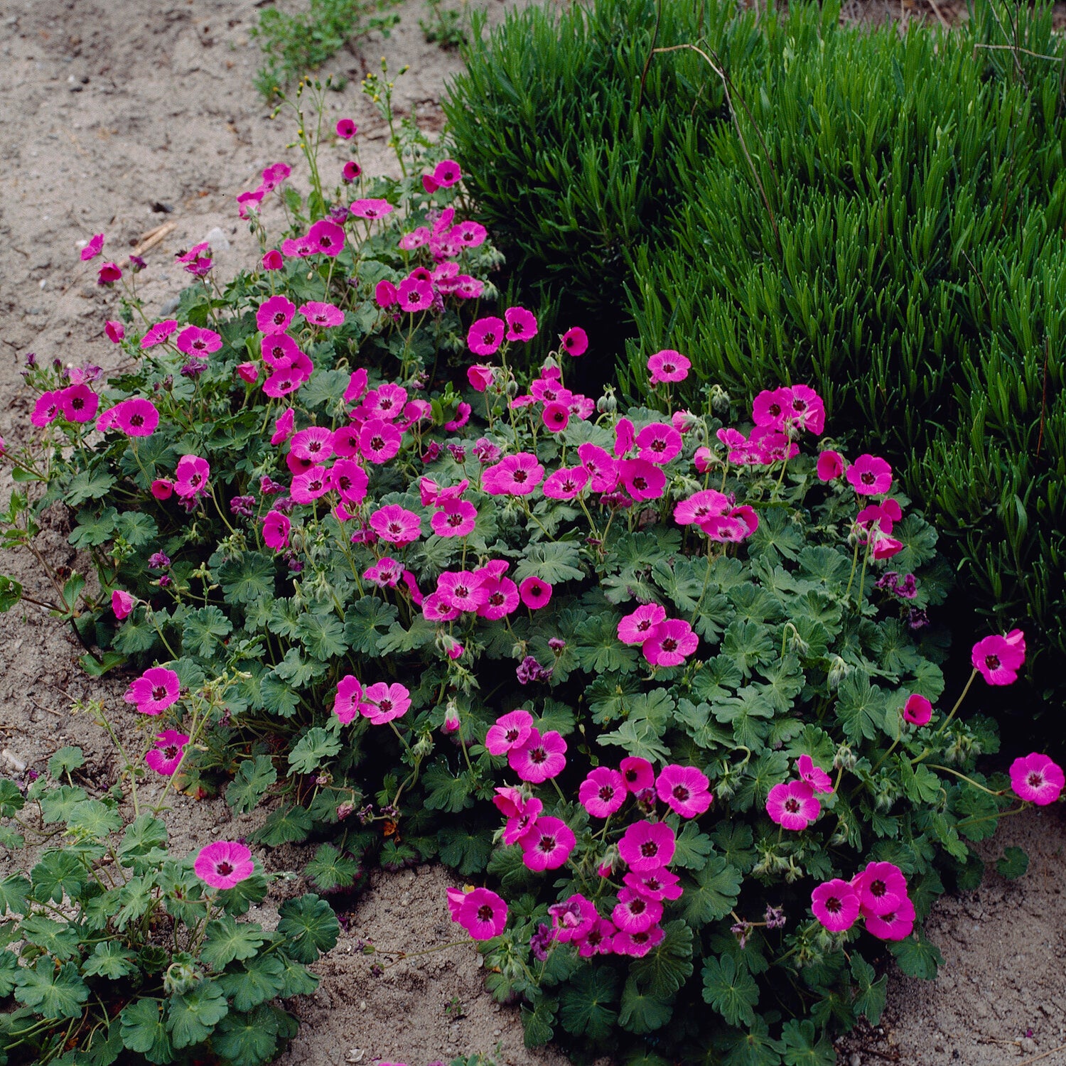 Geranium Ann Folkard - Ooievaarsbek Ann Folkard - Geraniums