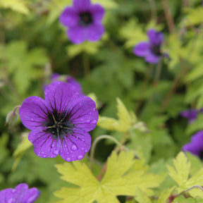 Ooievaarsbek Ann Folkard - Geranium Ann Folkard - Willemse