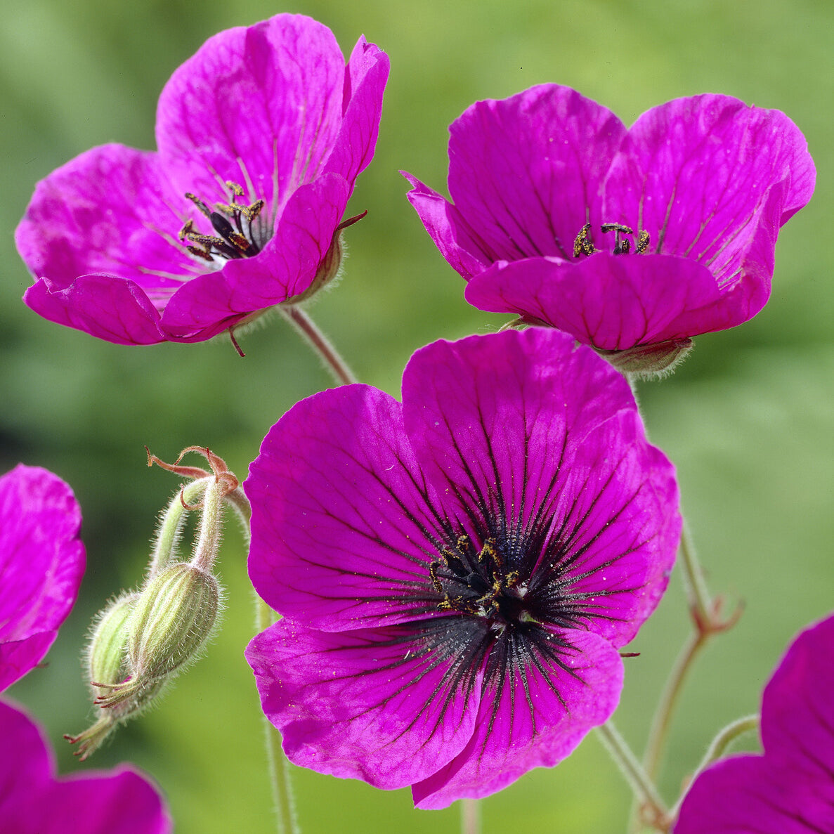 Ooievaarsbek Anne Thomson - Geranium Anne Thomson - Willemse