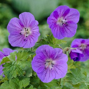 Geranium himalayense Gravetye - Ooievaarsbek Himalaya Gravetye - Geraniums