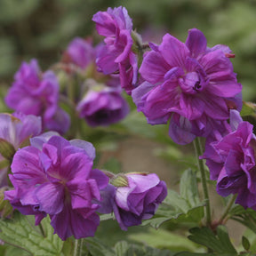 Ooievaarsbek Himalaya - Geranium himalayense Plenum - Willemse