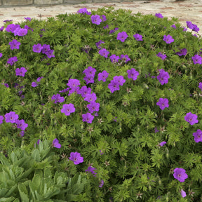 Ooievaarsbek Tiny Monster - Willemse