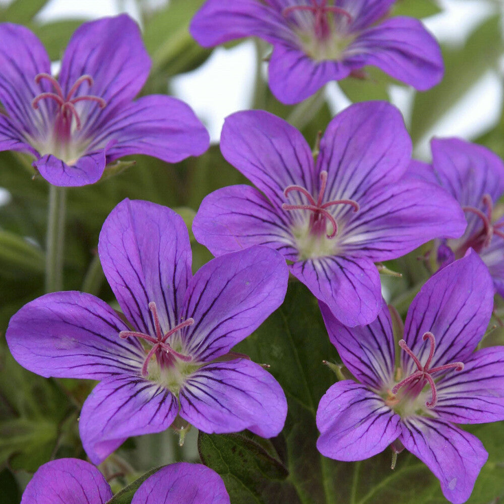 Ooievaarsbek Tiny Monster - Geranium Tiny Monster - Willemse
