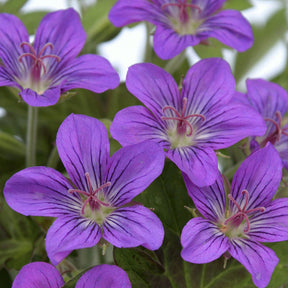 Ooievaarsbek Tiny Monster - Geranium Tiny Monster - Willemse