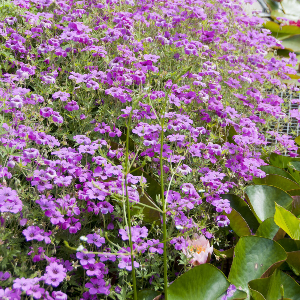 Geranium macrorrhizum Czakor - Ooievaarsbek Czakor - Geraniums