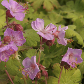 Ooievaarsbek Balkans Ingwersens Variety - Geranium macrorrhizum Ingwersen's Variety - Willemse