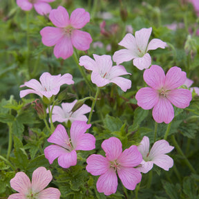 Ooievaarsbek Rose Clair - Willemse