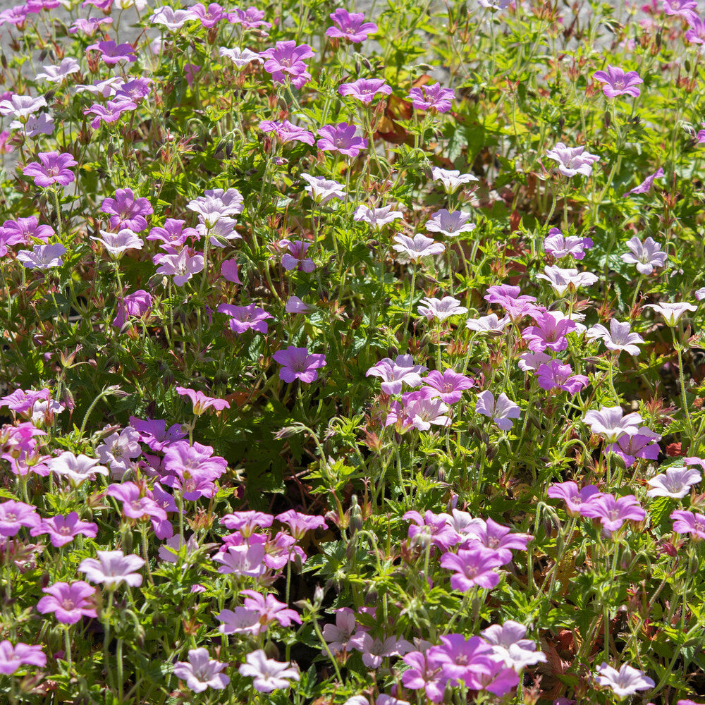 Geraniums - Ooievaarsbek Rose Clair - Geranium oxonianum Rose Clair