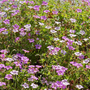 Geraniums - Ooievaarsbek Rose Clair - Geranium oxonianum Rose Clair