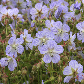 Ooievaarsbek Mrs. Kendall Clark - Willemse