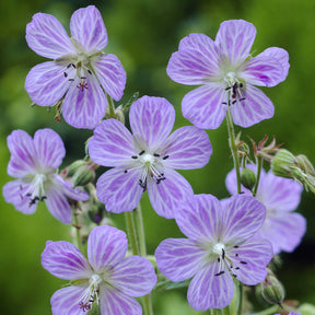 Ooievaarsbek Mrs. Kendall Clark - Geranium pratense Mrs Kendall Clark - Willemse