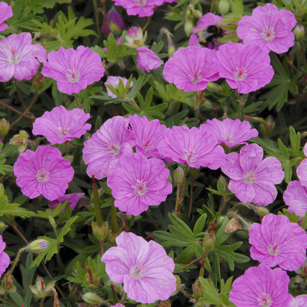 Geranium sanguineum Ankum's Pride - Bloedooievaarsbek 'Ankums Pride' - Geraniums