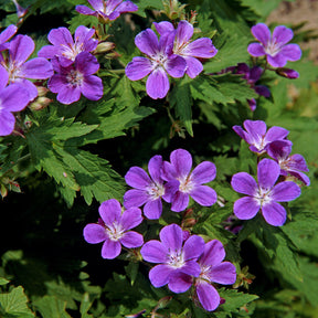 Geranium sylvaticum Mayflower - Ooievaarsbek Mayflower - Geraniums