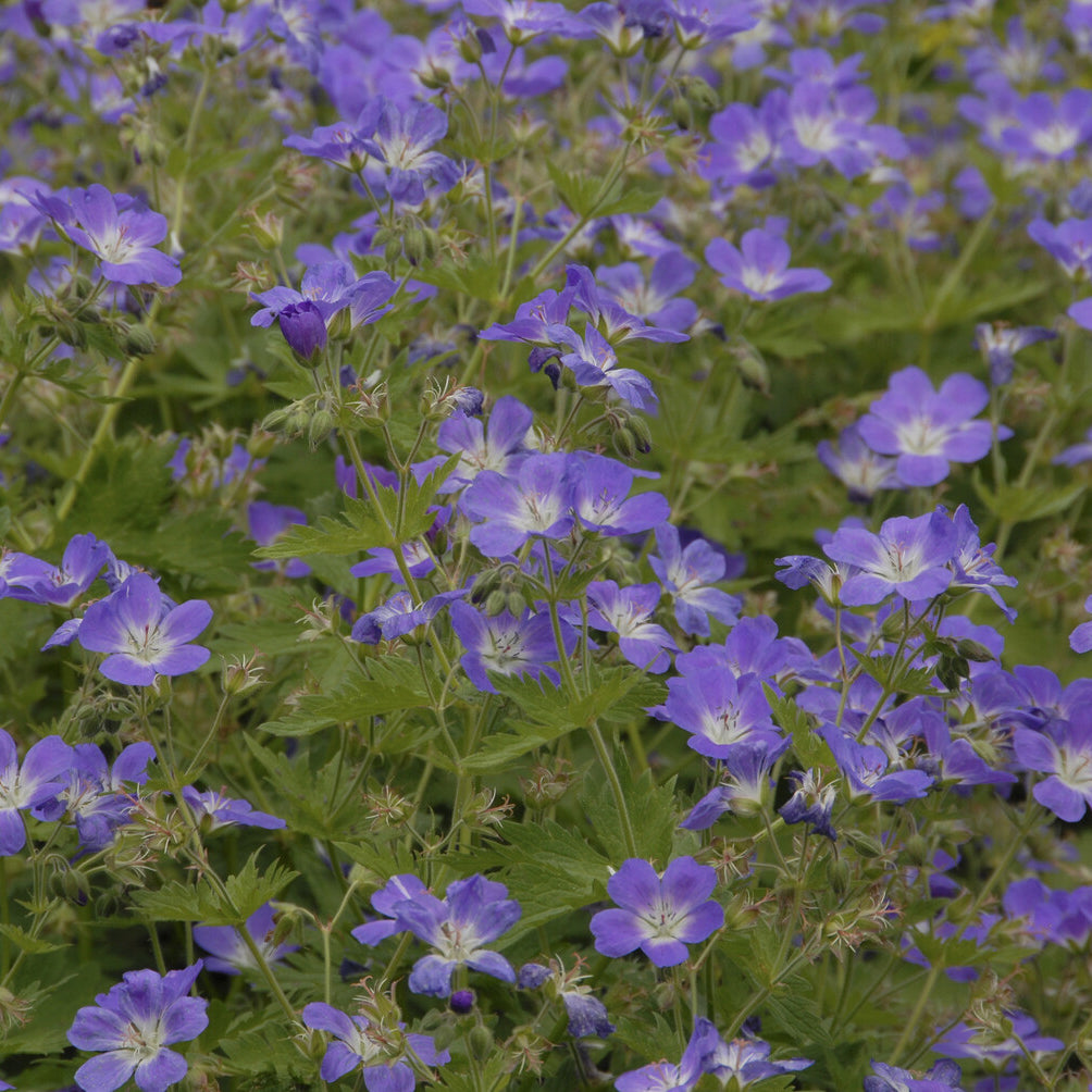Ooievaarsbek Mayflower - Geranium sylvaticum Mayflower - Willemse