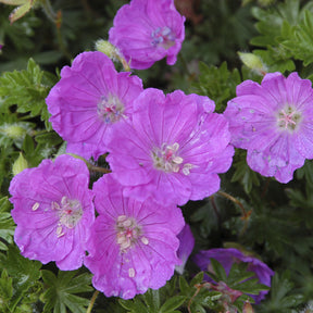Geranium sanguineum Max Frei - Bloedooievaarsbek 'Max Frei' - Geraniums