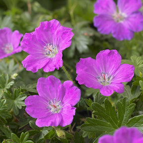 Bloedooievaarsbek 'Max Frei' - Geranium sanguineum Max Frei - Willemse
