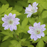 Versicolor Ooievaarsbek - Willemse