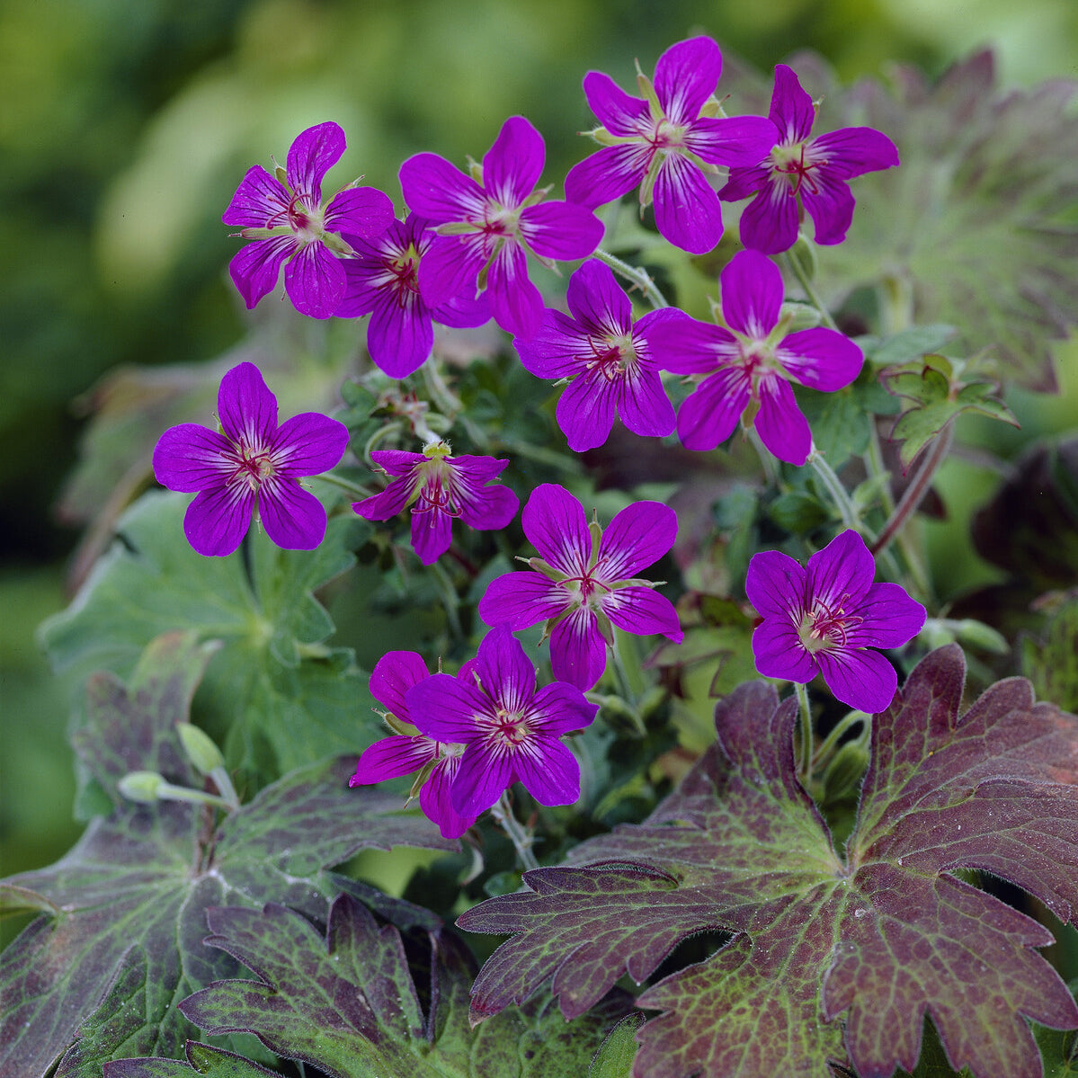 Geranium wlassovianum - Siberische Ooievaarsbek - Geraniums