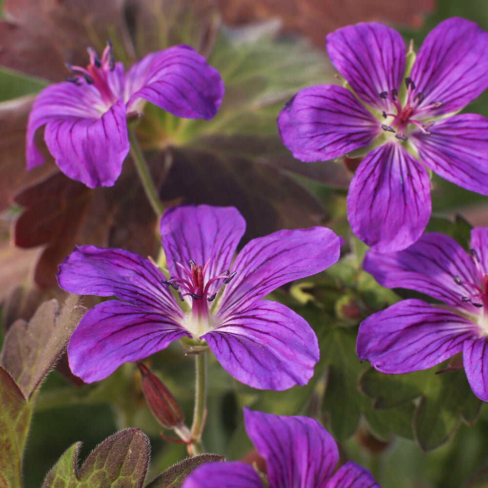 Siberische Ooievaarsbek - Geranium wlassovianum - Willemse