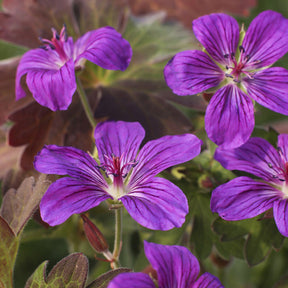 Siberische Ooievaarsbek - Geranium wlassovianum - Willemse