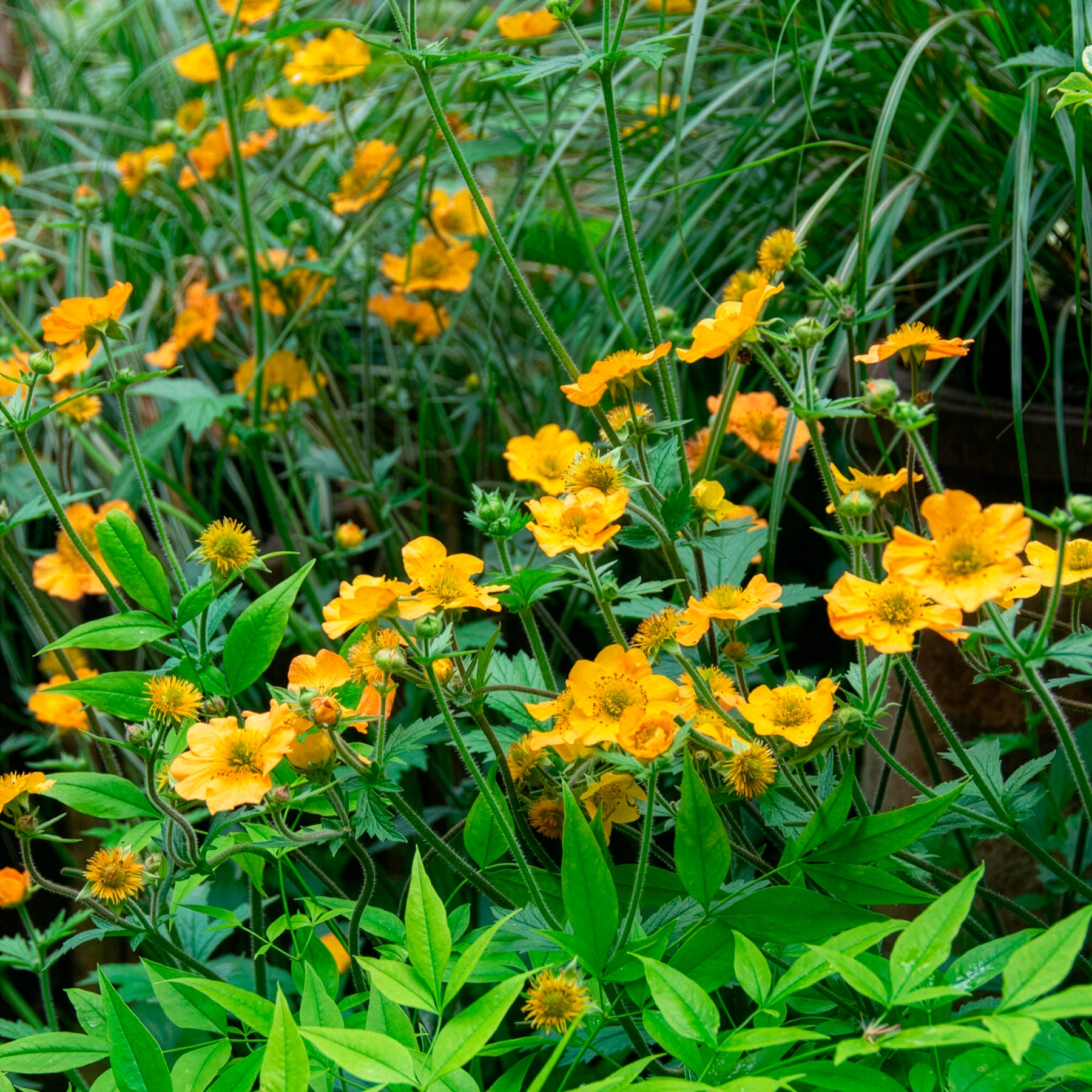 Geum chiloense Lady Stratheden - Nagelkruid Lady Stratheden - Geum