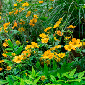 Geum chiloense Lady Stratheden - Nagelkruid Lady Stratheden - Geum