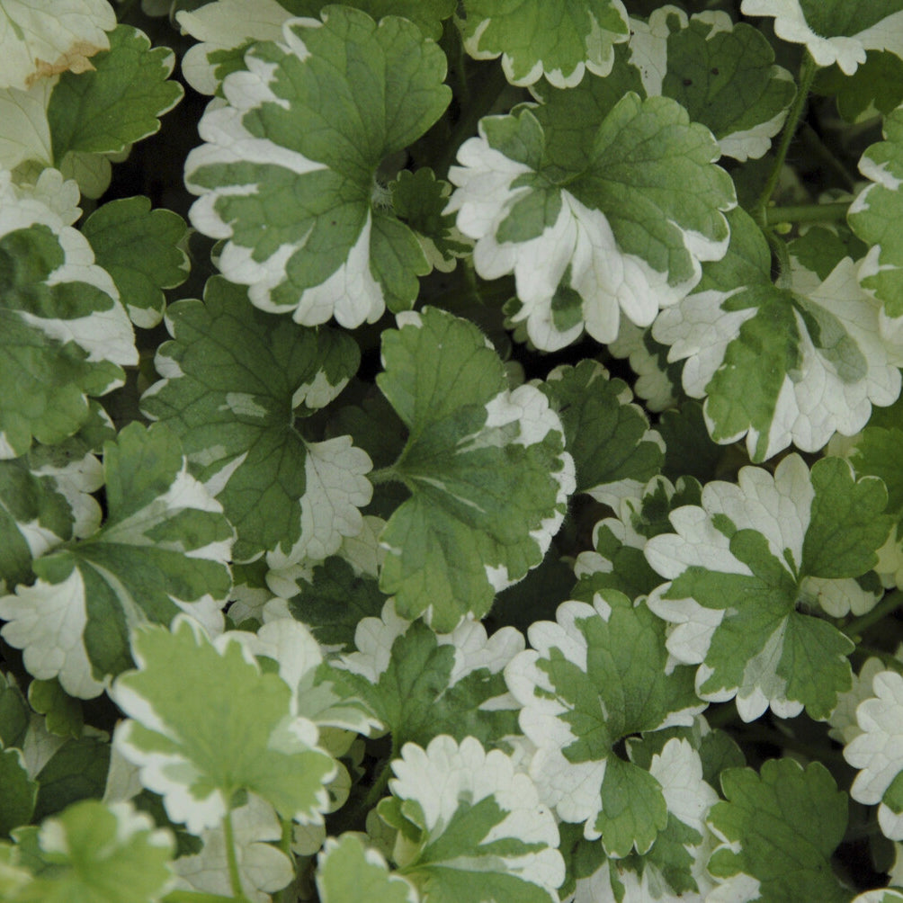 Glechoma hederacea Variegata - Hondsdraf - Vaste planten