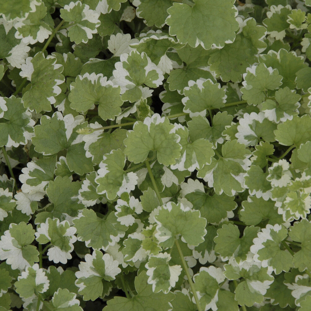 Hondsdraf - Willemse