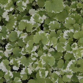 Hondsdraf - Willemse