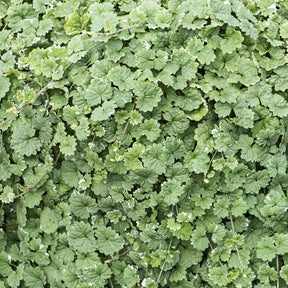 Vaste planten - Hondsdraf - Glechoma hederacea Variegata