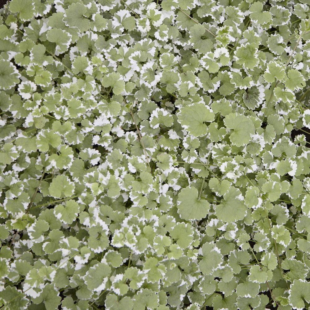 Hondsdraf - Glechoma hederacea Variegata - Willemse