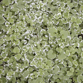 Hondsdraf - Glechoma hederacea Variegata - Willemse