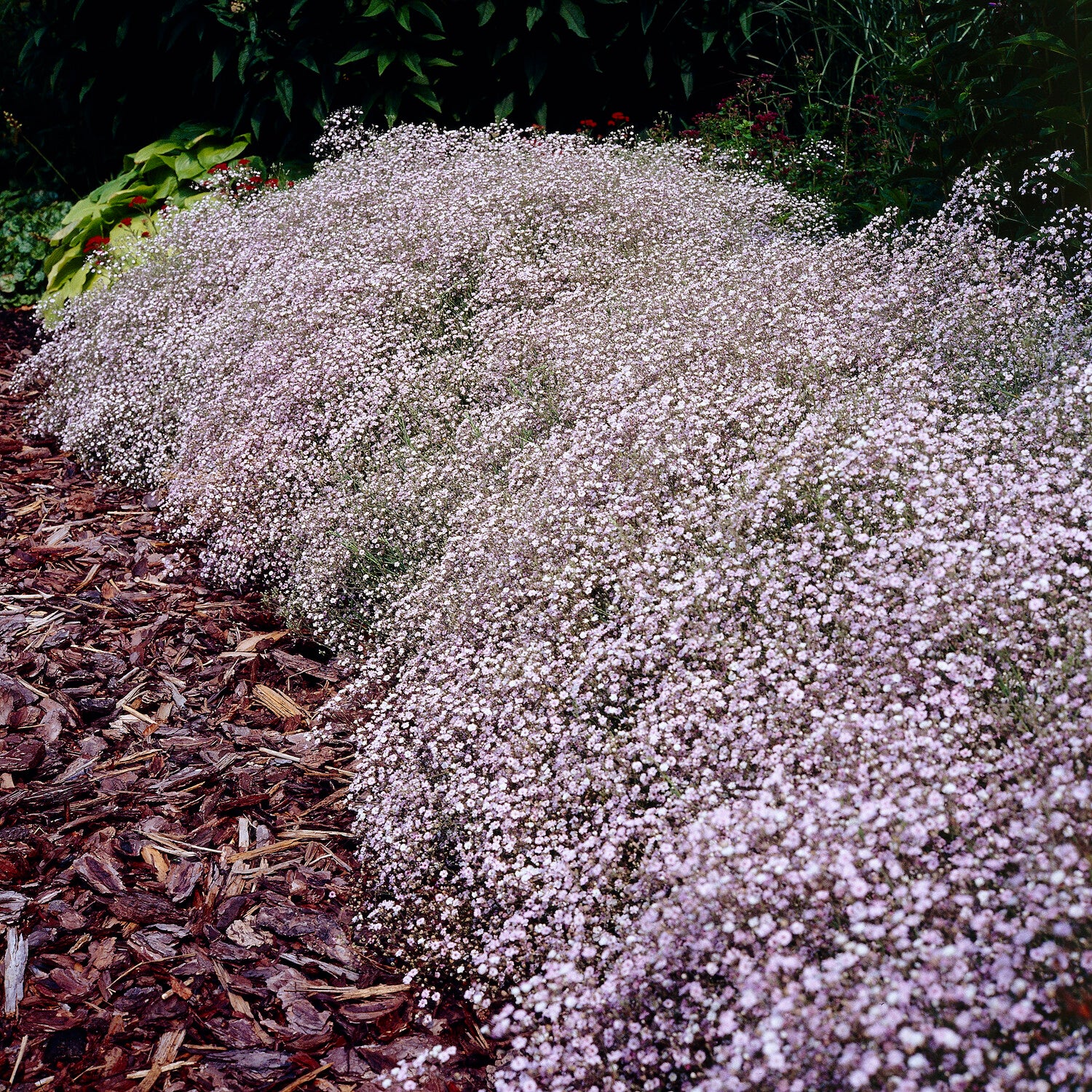 Gypsophila paniculata Rosenschleier - Gipskruid Rosenschleier - Gipskruid