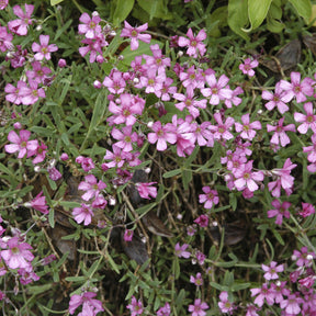 Gipskruid - Gipskruid Rosea - Gypsophila repens Rosea