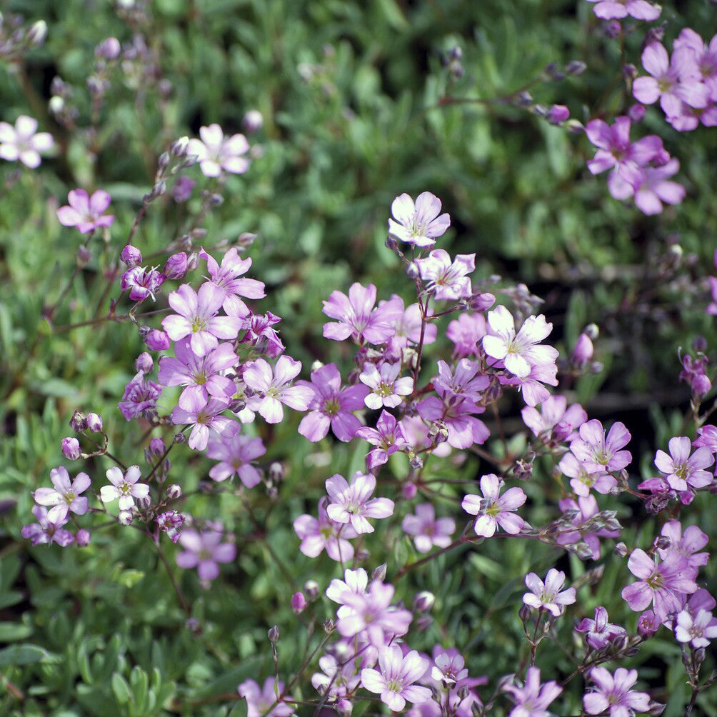 Gipskruid Rosea - Gypsophila repens Rosea - Willemse
