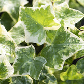 Klimop - Hedera helix Glacier - Willemse