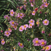 Helianthemum - Zonneroosje Lawrensons Pink - Helianthemum Lawrenson's Pink
