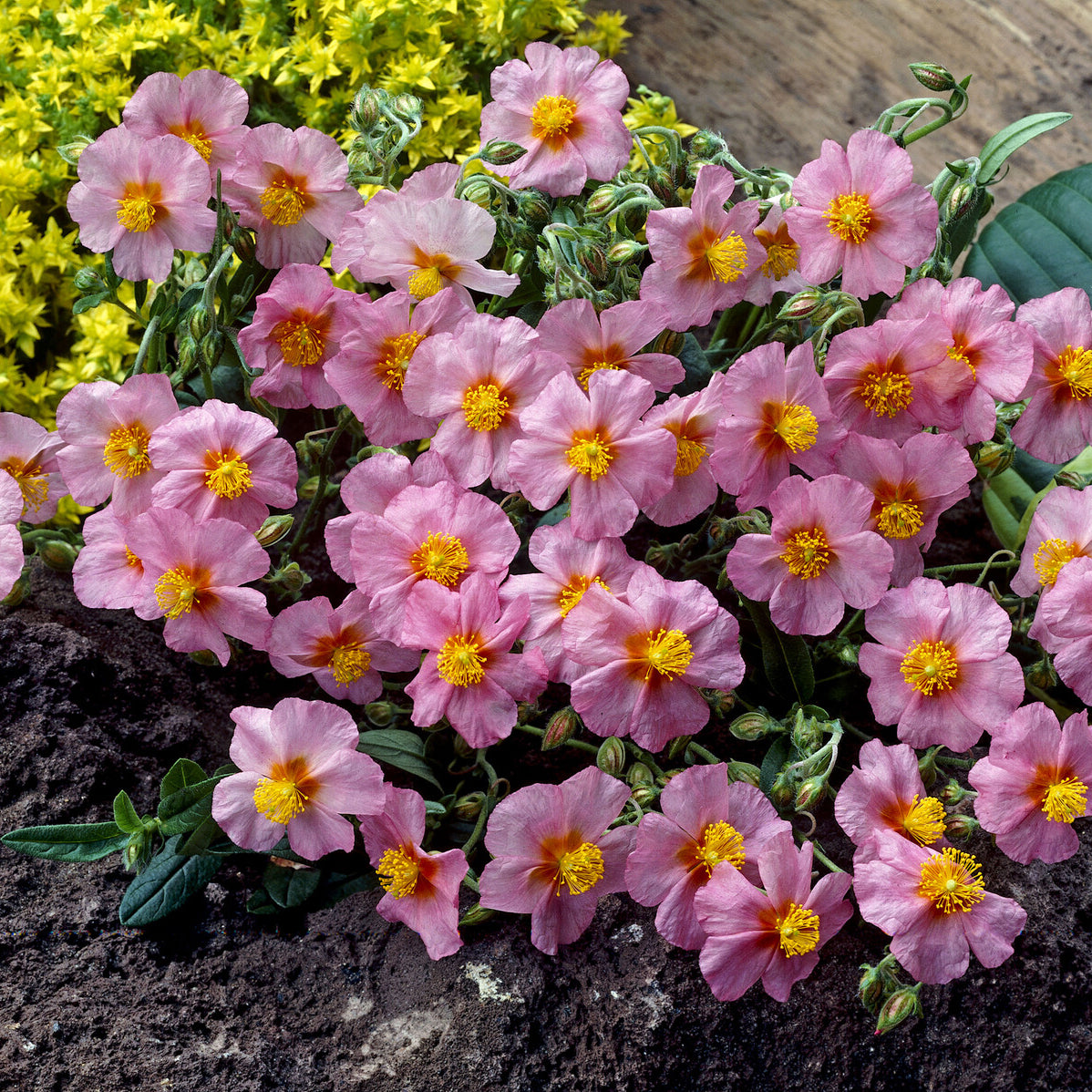 Zonneroosje Lawrensons Pink - Helianthemum Lawrenson's Pink - Willemse