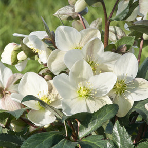 Kerstroos Emma - Helleborus x nigercors Emma - Willemse