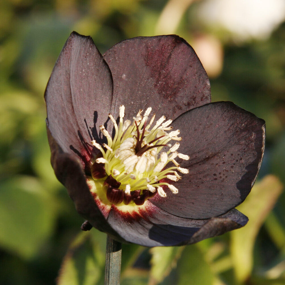 Nieskruid - zwart - Helleborus orientalis Black - Willemse