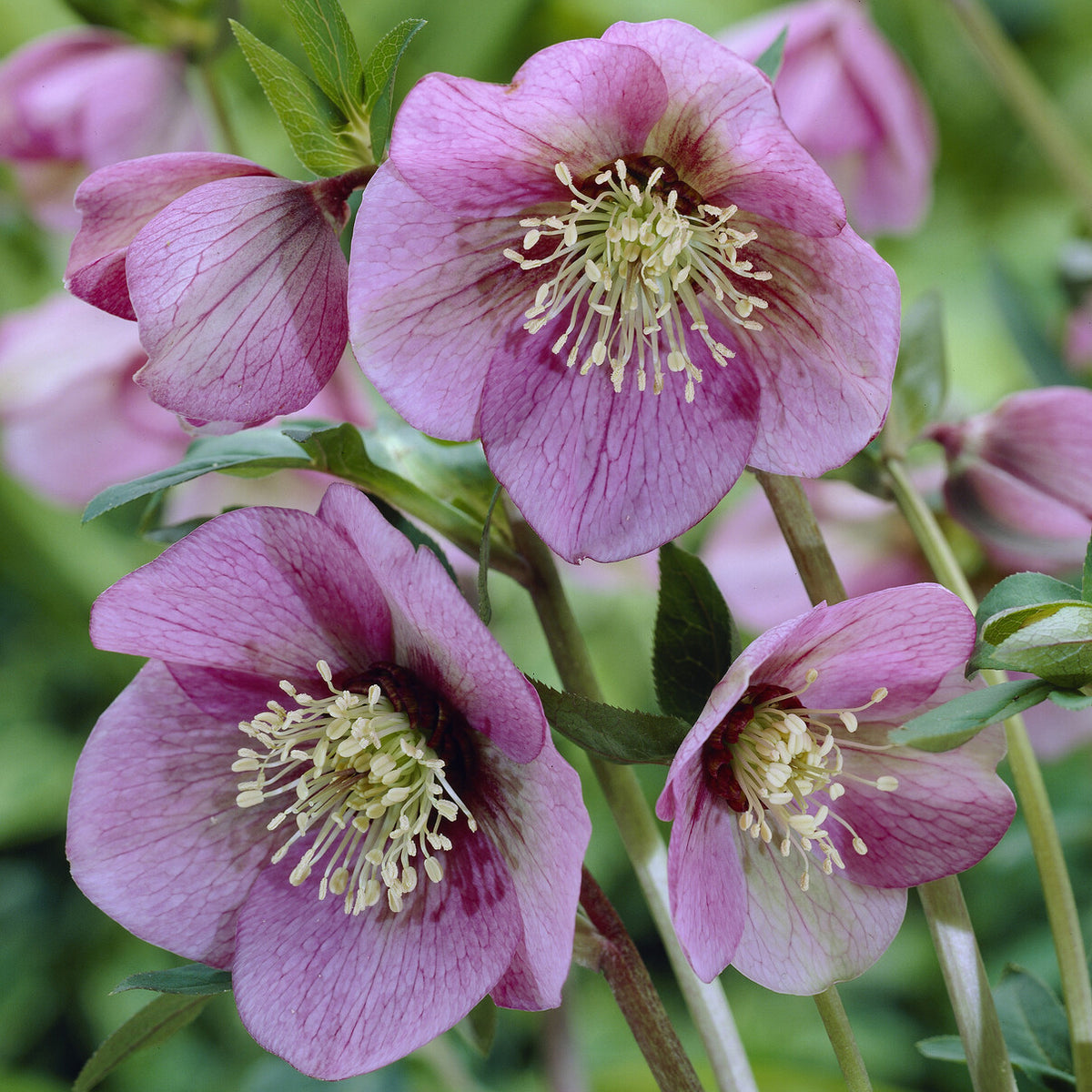 Vaste planten - Kerstroos Pink Lady - Helleborus orientalis Pink Lady