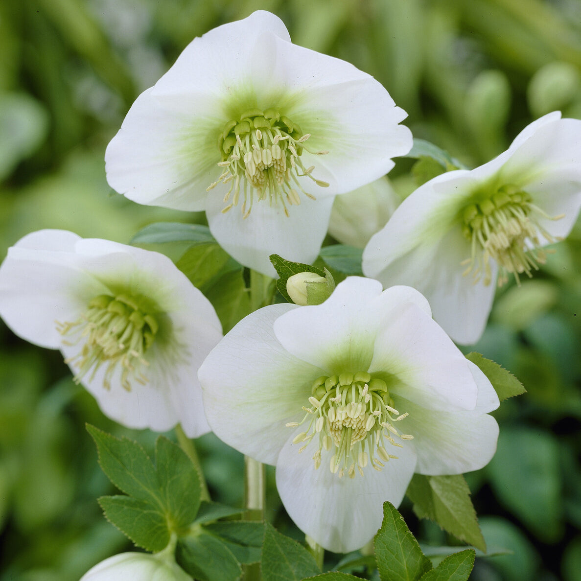 Kerstroos White Lady - Helleborus orientalis White Lady - Willemse
