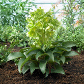 Kerstroos Stern - Helleborus sternii - Willemse