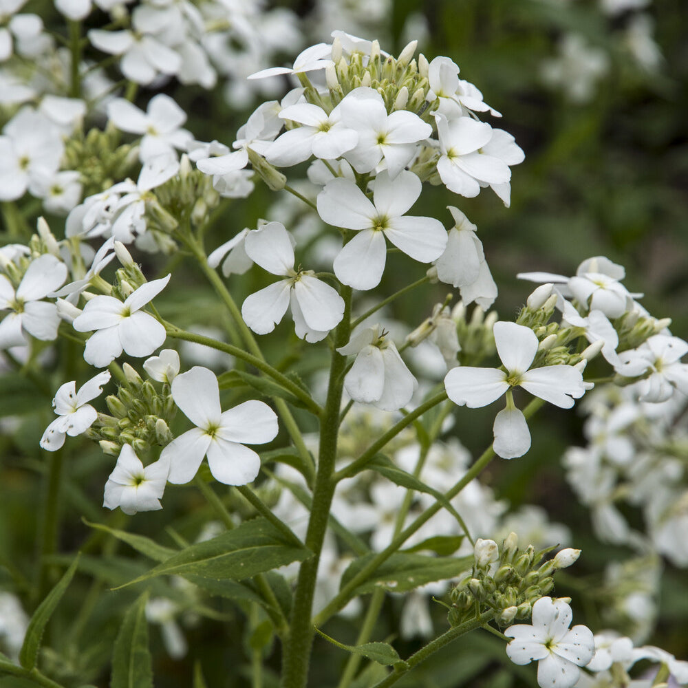 Bloeiende vaste planten - Witte Damastbloem - Hesperis matronalis Alba