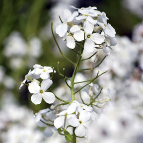 Witte Damastbloem - Hesperis matronalis Alba - Willemse