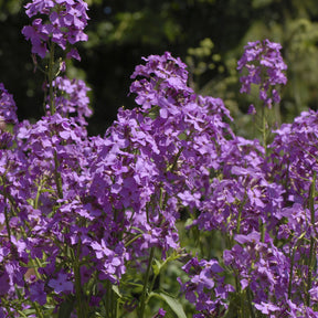 Damastbloem - Hesperis matronalis - Willemse