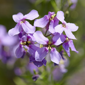 Hesperis matronalis - Damastbloem - Vaste planten