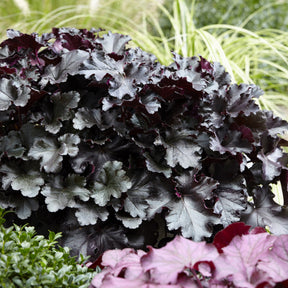 Purperklokje Black Pearl - Willemse